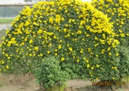 菊花造型