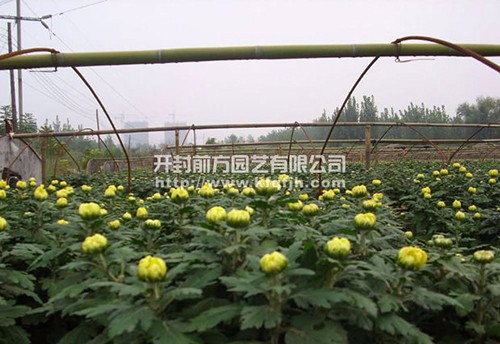 盆栽菊花   多頭菊
