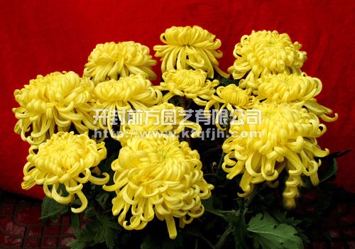 盆栽菊花  多頭菊