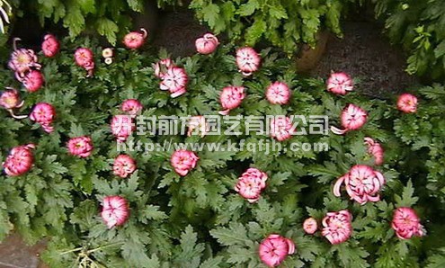 多頭菊