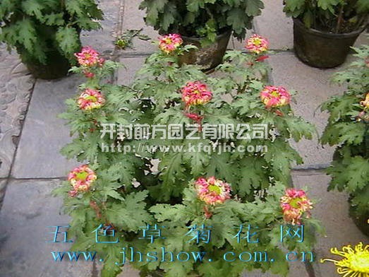 多頭菊