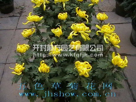 多頭菊
