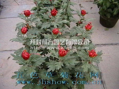 多頭菊