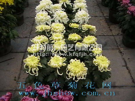 多頭菊