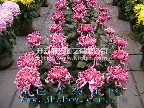 多頭菊