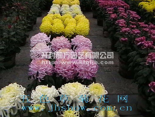 多頭菊