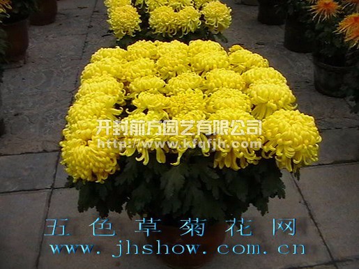 開(kāi)封前方園藝——菊花種苗廠家直銷量大從優(yōu)