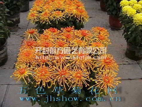 多頭菊