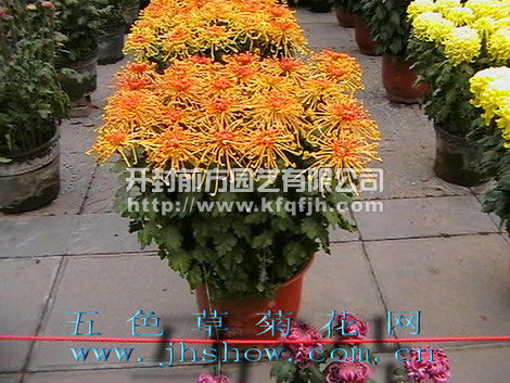 多頭菊