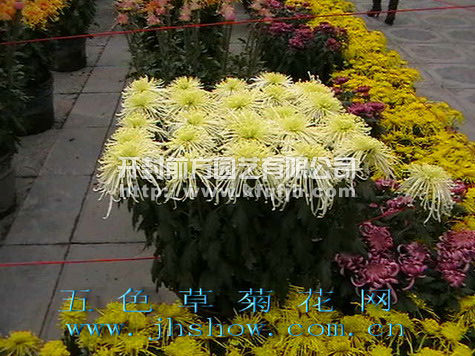 多頭菊