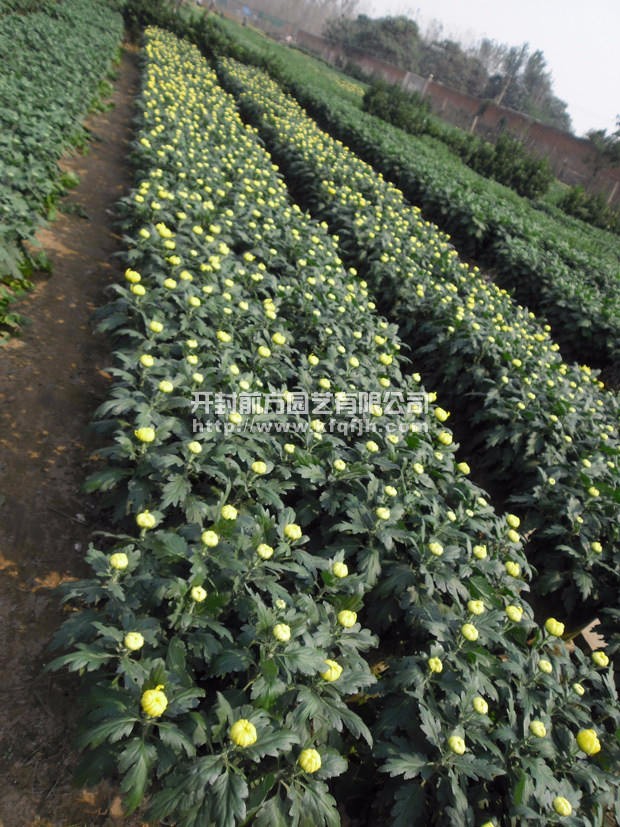 多頭菊