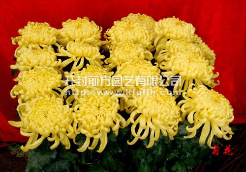 多頭菊