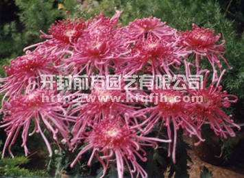 多頭菊