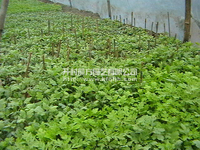 菊花種苗