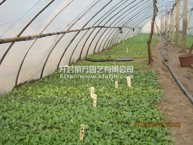 菊花種苗
