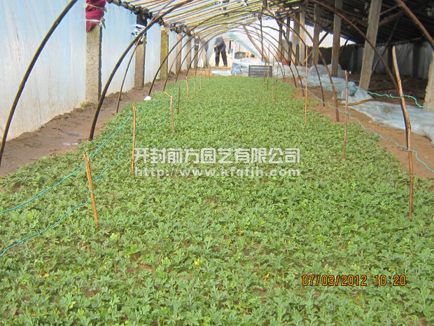 菊花種苗