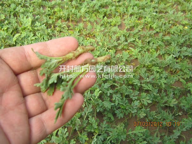 菊花種苗