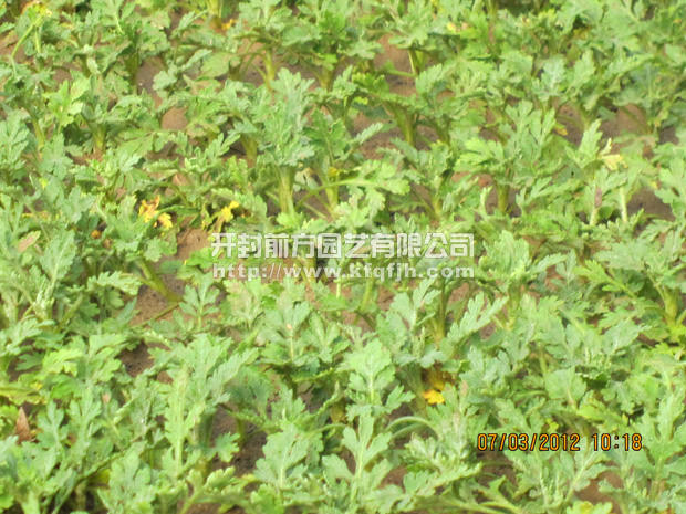 菊花種苗