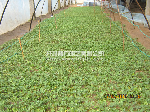 菊花種苗