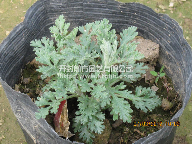 菊花種苗