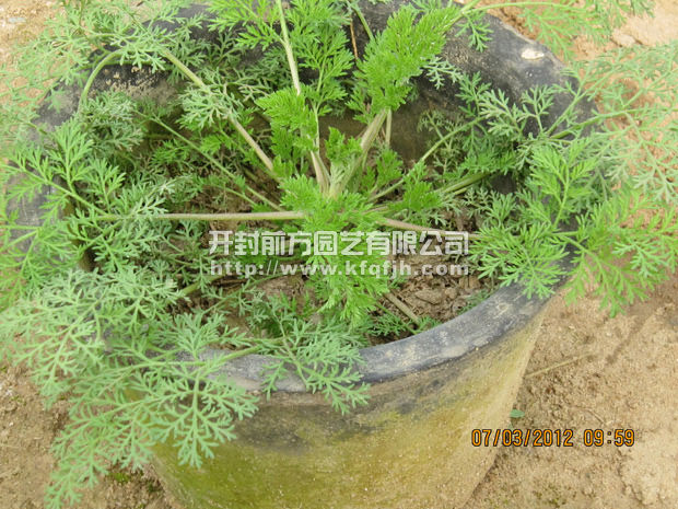 菊花種苗