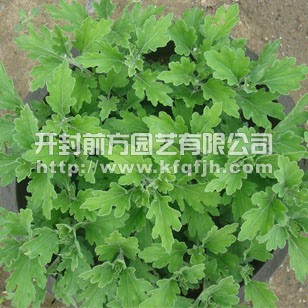 菊花種苗