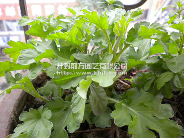 菊花種苗