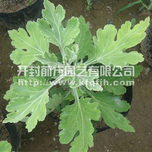 菊花種苗