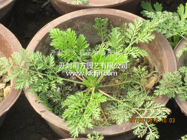 ?開封前方園藝——菊花種苗廠家直銷