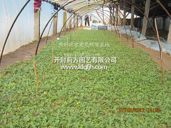 開(kāi)封前方園藝——菊花種苗廠(chǎng)家直銷(xiāo)
