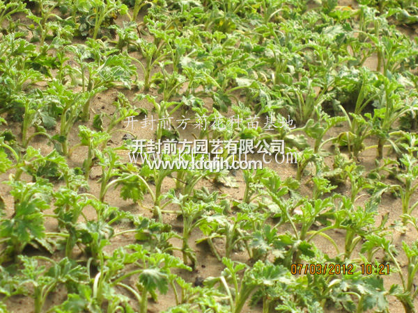 開(kāi)封前方園藝——菊花種苗廠(chǎng)家直銷(xiāo)