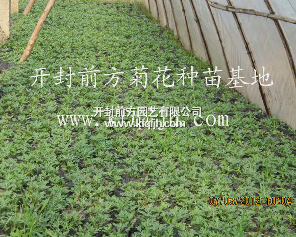 開(kāi)封前方園藝——菊花種苗廠(chǎng)家直銷(xiāo)