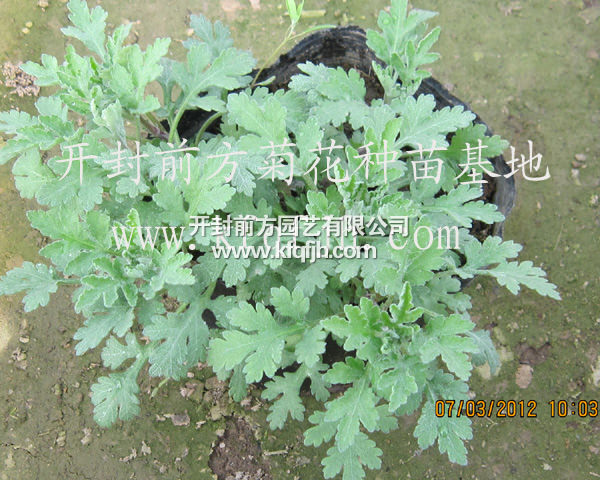 開(kāi)封前方園藝——菊花種苗廠(chǎng)家直銷(xiāo)