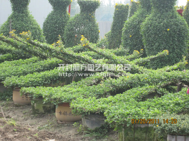 ?開封前方園藝——菊花造型廠家直銷