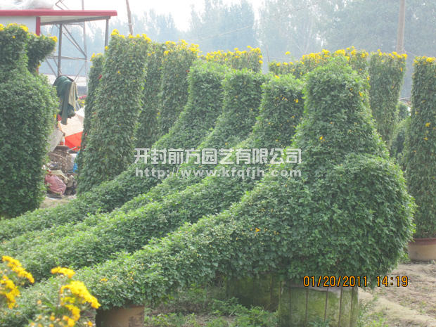 開封前方園藝——菊花造型廠家直銷