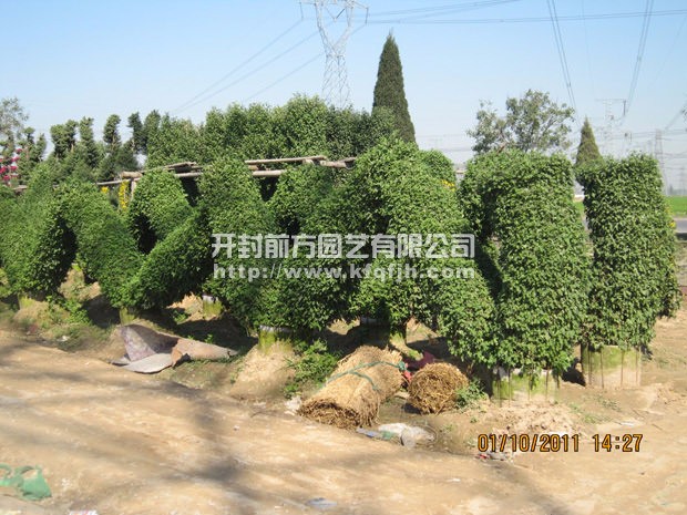 開封前方園藝——菊花造型廠家直銷