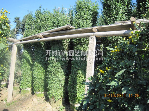 ?開封前方園藝——菊花造型廠家直銷