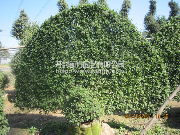 ?開封前方園藝——菊花造型廠家直銷