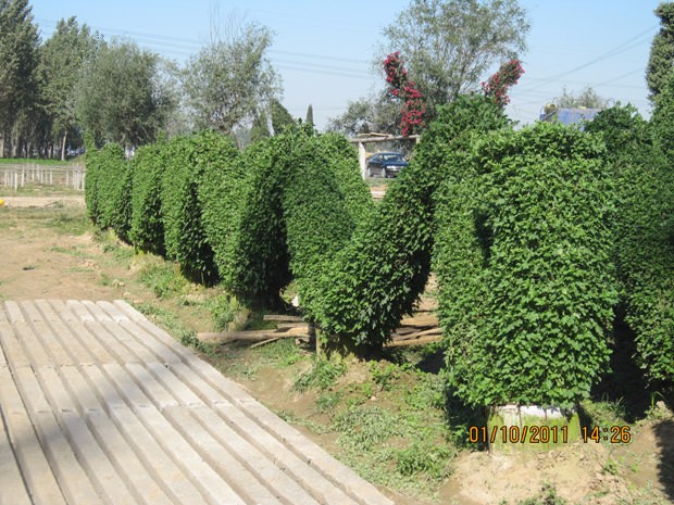 ?開封前方園藝——菊花造型廠家直銷
