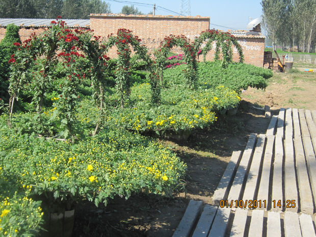 開封前方園藝——菊花造型廠家直銷