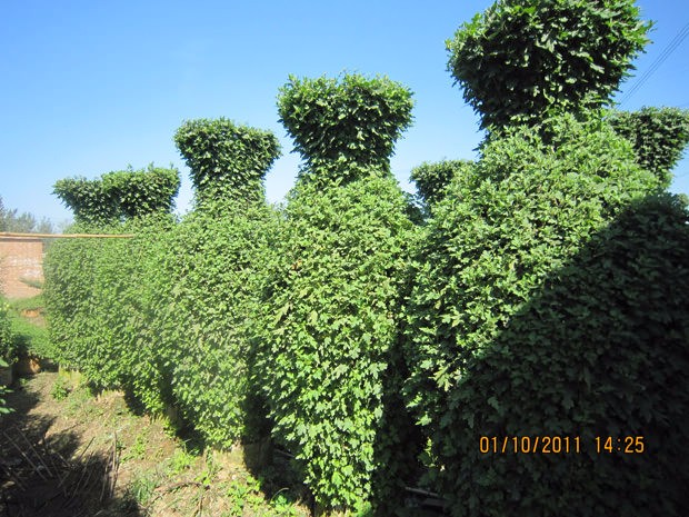 開(kāi)封前方園藝——菊花造型廠(chǎng)家直銷(xiāo)