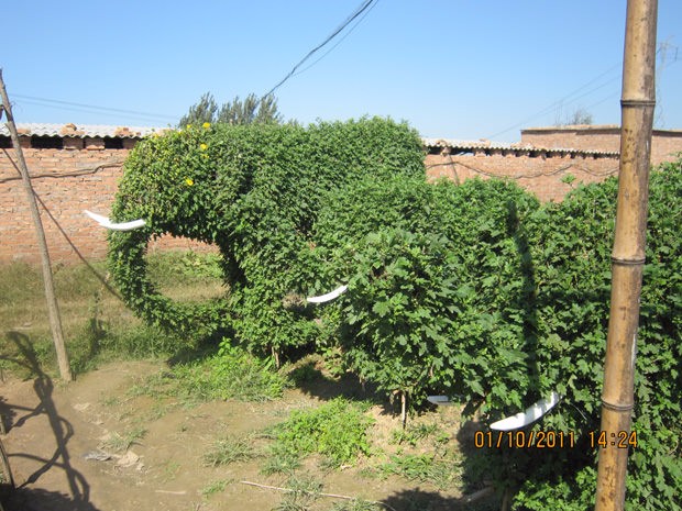 開(kāi)封前方園藝——菊花造型廠(chǎng)家直銷(xiāo)