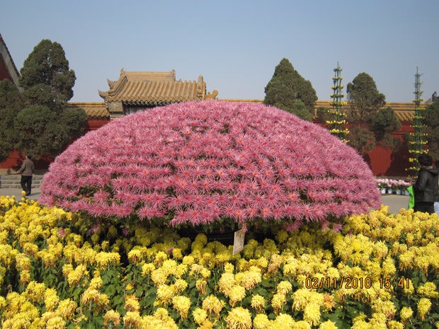 開(kāi)封前方園藝——菊花造型廠(chǎng)家直銷(xiāo)