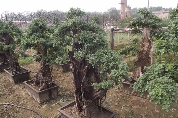 ?開(kāi)封前方園藝——菊花造型廠(chǎng)家直銷(xiāo)
