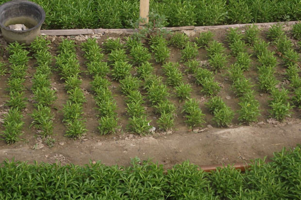 ?開封前方園藝——菊花造型現(xiàn)貨供應(yīng)