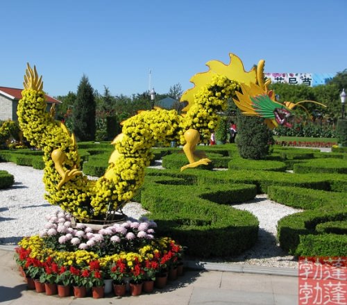 開封前方園藝——菊花造型現(xiàn)貨供應(yīng)