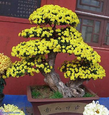 開封前方園藝——菊花造型現(xiàn)貨供應(yīng)