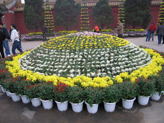 ?開封前方園藝——菊花造型現(xiàn)貨供應(yīng)