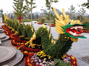 開(kāi)封前方園藝——菊花造型現(xiàn)貨供應(yīng)