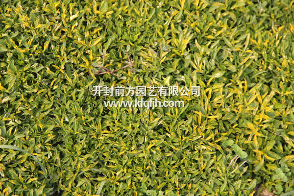 開封前產(chǎn)園藝——五色草種苗廠家直銷